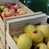 Distribution de Pommes / Poires à Amapp du Gâtinais